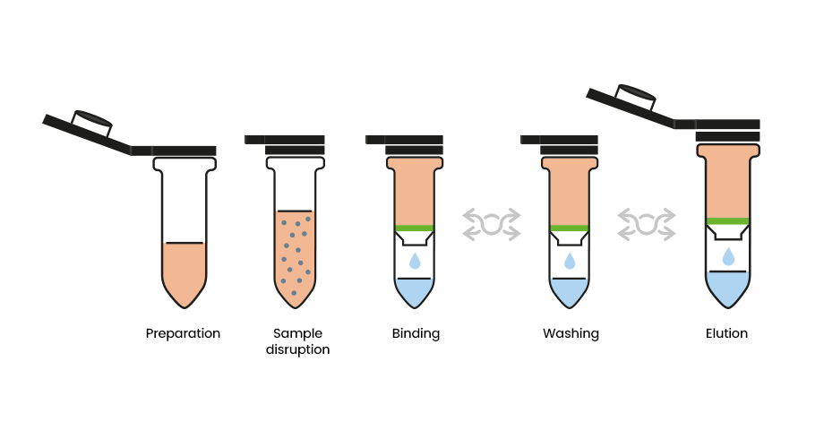 Real Fecal Microbioma Kit